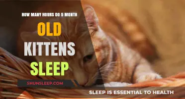 Understanding 5-Month-Old Kitten Sleep Patterns: Hours and Habits Explained