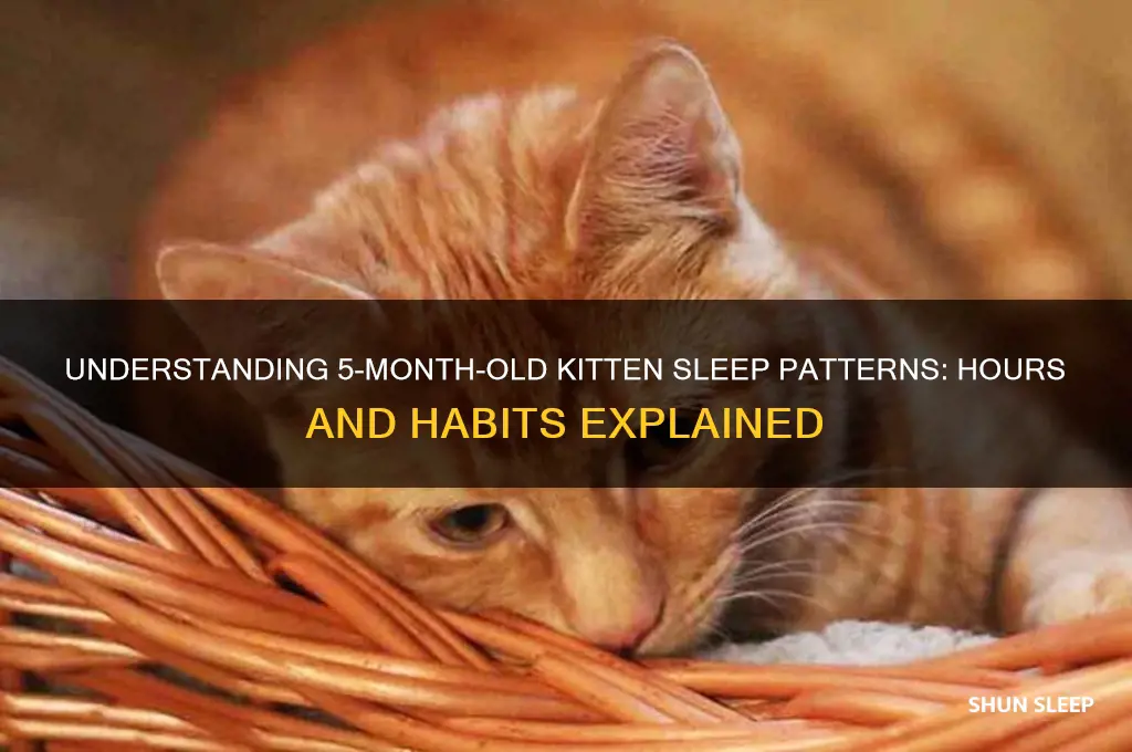 how many hours do 5 month old kittens sleep