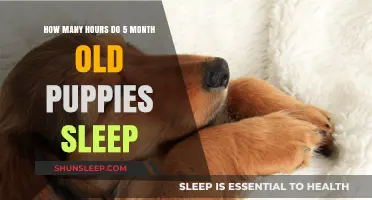 Understanding 5-Month-Old Puppy Sleep Patterns and Hours