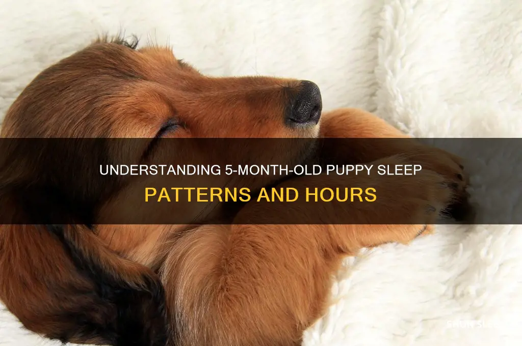 how many hours do 5 month old puppies sleep