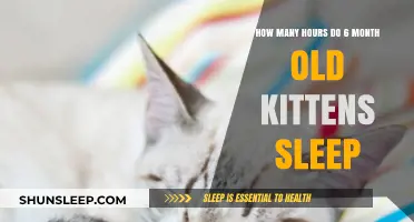 Understanding 6-Month-Old Kitten Sleep Patterns: Hours and Habits Explained