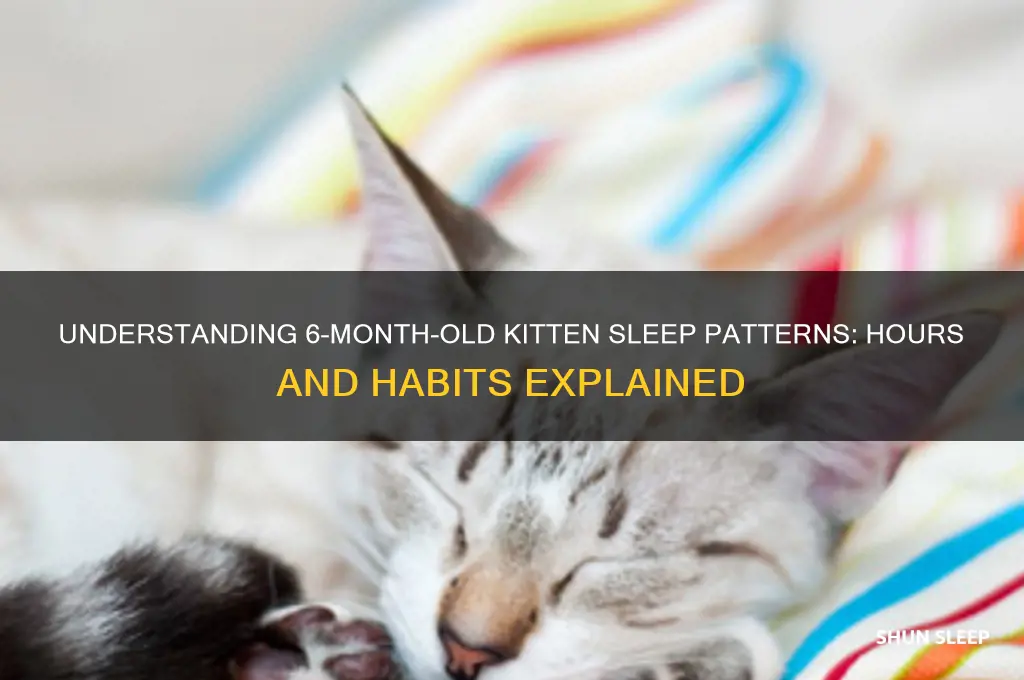 how many hours do 6 month old kittens sleep