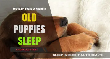 Understanding 6-Month-Old Puppy Sleep Patterns: Hours and Habits