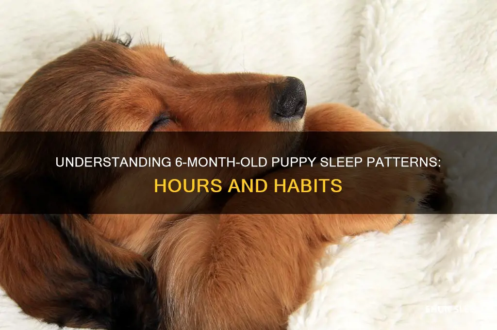 how many hours do 6 month old puppies sleep