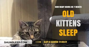 Understanding 7-Month-Old Kitten Sleep Patterns and Hours