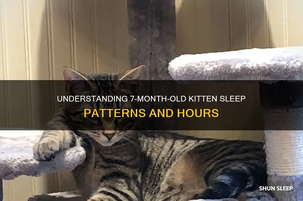 how many hours do 7 month old kittens sleep