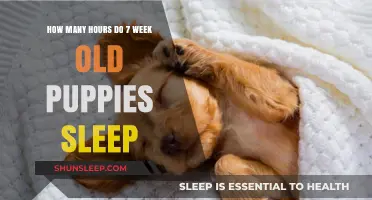 Understanding 7-Week-Old Puppies' Sleep Patterns and Daily Rest Needs