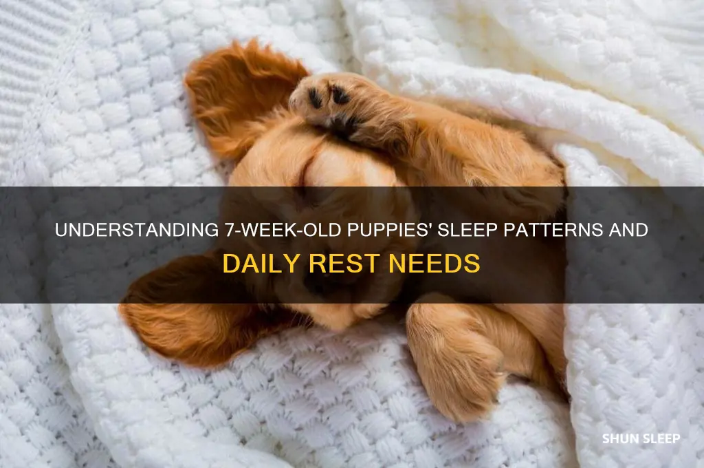 how many hours do 7 week old puppies sleep