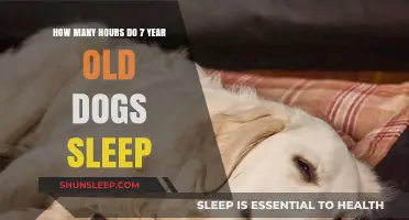 Understanding Your 7-Year-Old Dog's Sleep Patterns and Needs