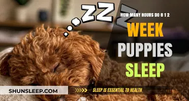 Understanding 8 1/2 Week Puppy Sleep Patterns and Hours