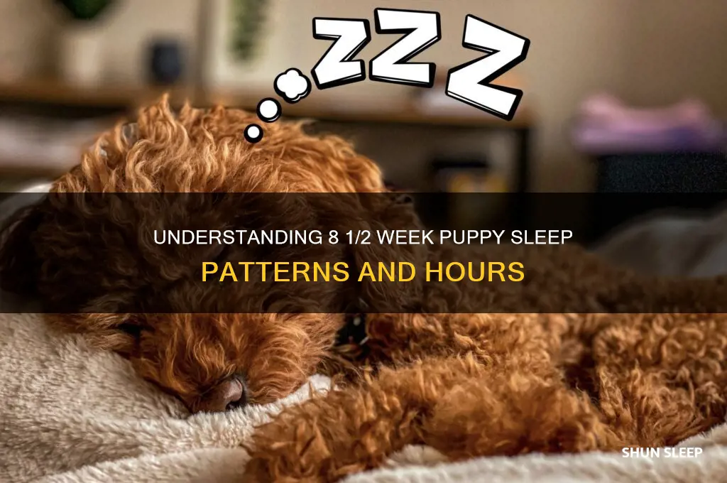 how many hours do 8 1 2 week puppies sleep