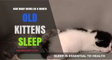 Understanding 8-Month-Old Kitten Sleep Patterns: Hours and Habits Explained