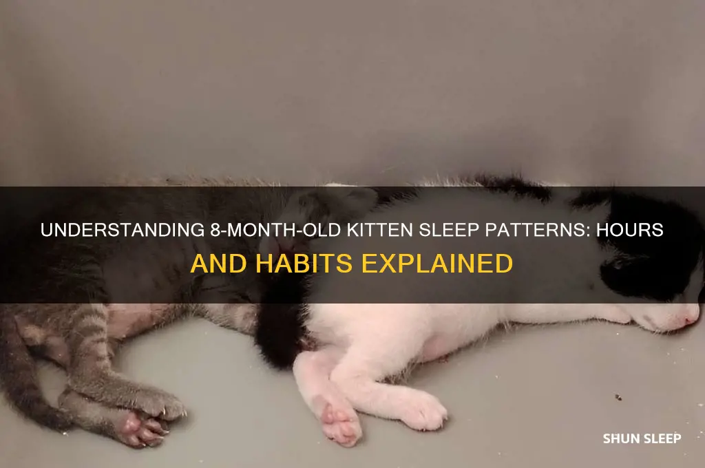 how many hours do 8 month old kittens sleep