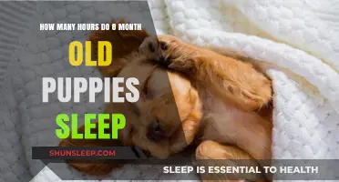 Understanding 8-Month-Old Puppy Sleep Patterns: Hours and Rest Needs