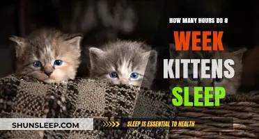 Understanding 8-Week-Old Kitten Sleep Patterns: Hours and Habits Explained