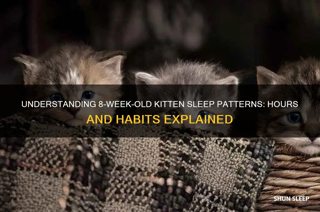 how many hours do 8 week kittens sleep