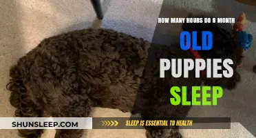 Understanding Your 9-Month-Old Puppy's Sleep Needs and Patterns