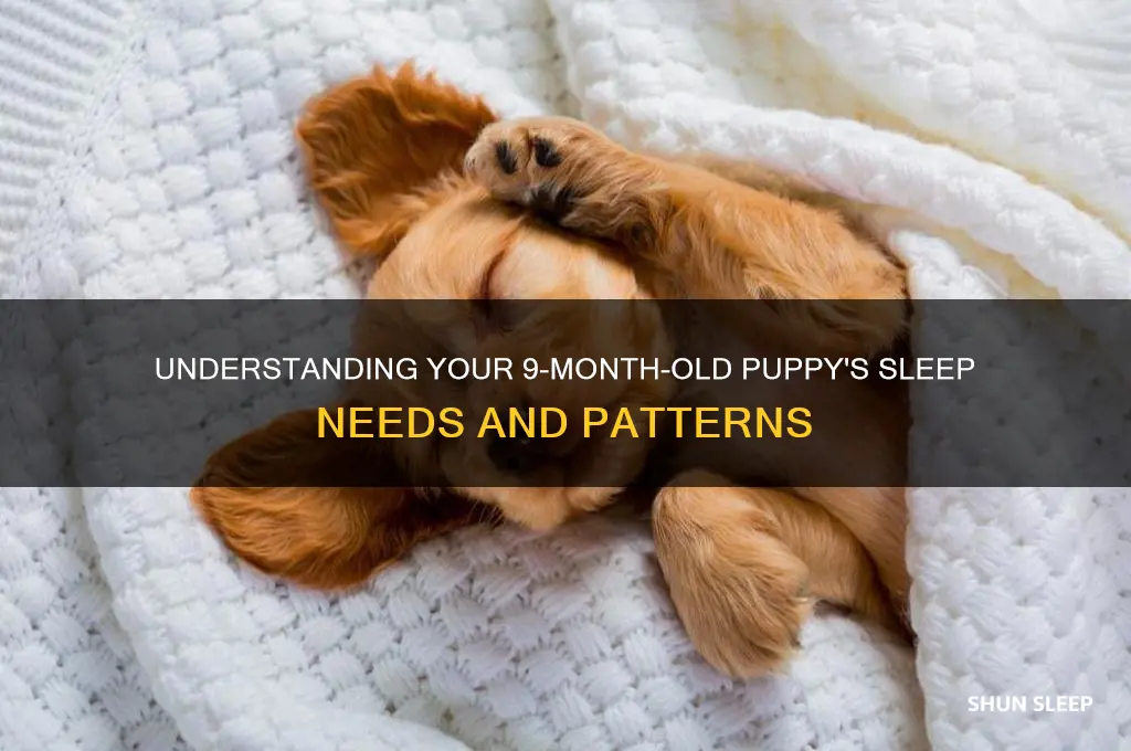 how many hours do 9 month old puppies sleep