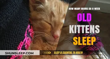 Understanding 9-Week-Old Kittens' Sleep Patterns and Daily Rest Hours