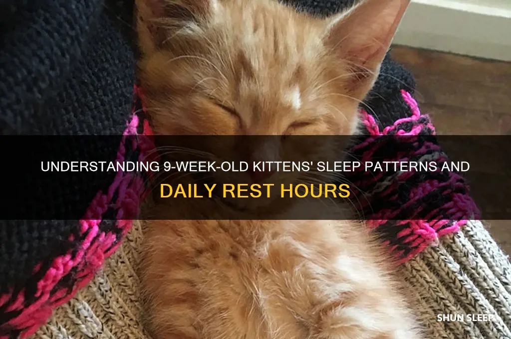 how many hours do 9 week old kittens sleep
