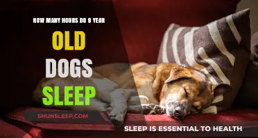 Understanding Your 9-Year-Old Dog's Sleep Patterns and Needs
