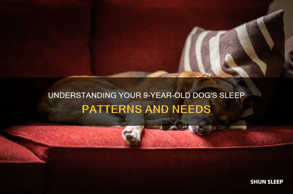 how many hours do 9 year old dogs sleep