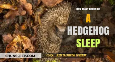 Hedgehog Sleep Patterns: Understanding Their Daily Resting Habits