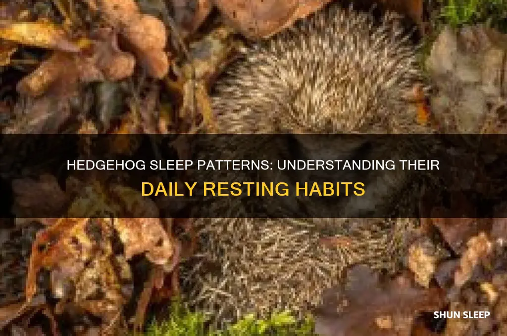 how many hours do a hedgehog sleep