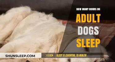 Understanding Canine Rest: A Guide to Adult Dog Sleep Patterns