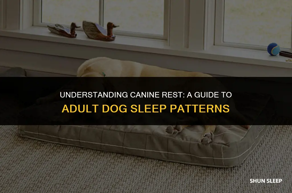 how many hours do adult dogs sleep