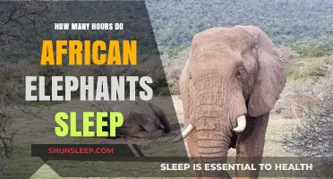African Elephants' Sleep Patterns: Unveiling Their Resting Hours