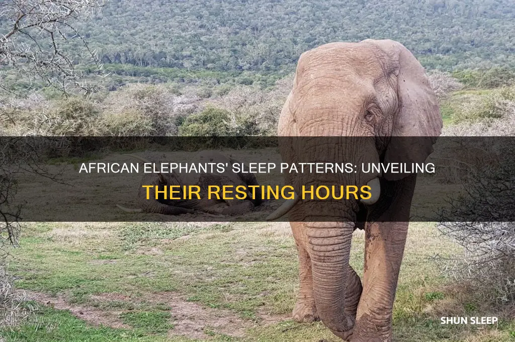 how many hours do african elephants sleep