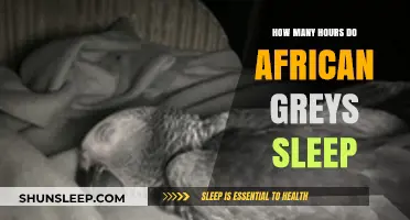 African Grey Sleep Patterns: Understanding Their Daily Rest Requirements