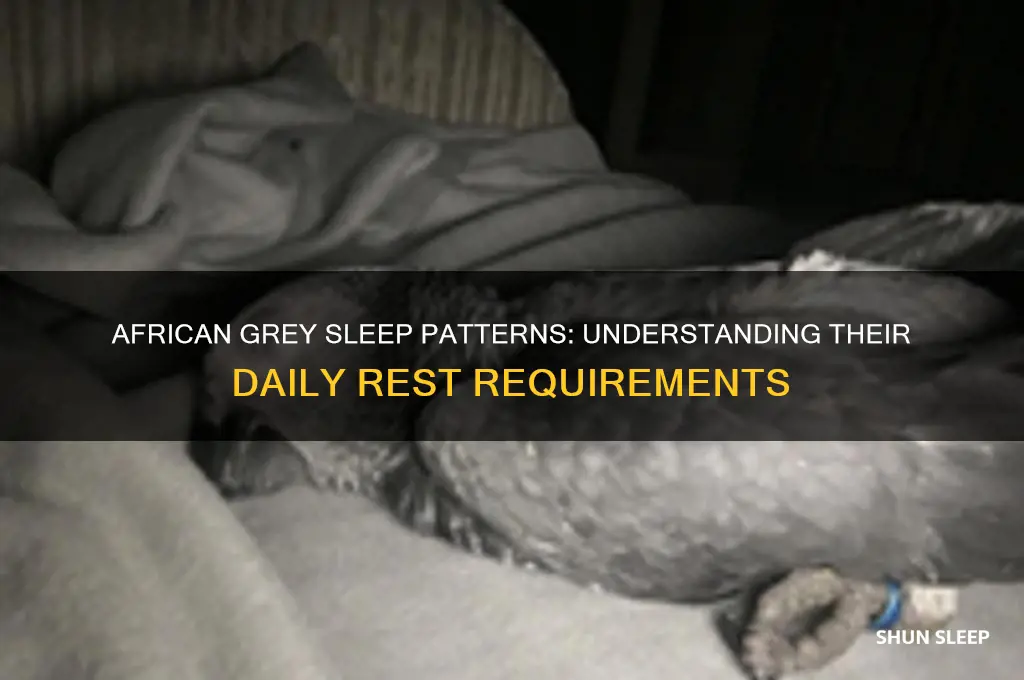 how many hours do african greys sleep