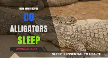 Unveiling the Restful Habits of Alligators: Their Sleep Duration Explained