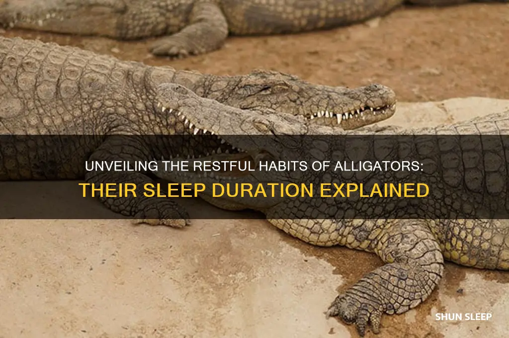 how many hours do alligators sleep