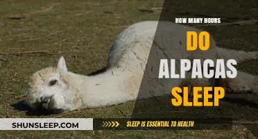 Alpaca Sleep Patterns: Understanding Their Resting Hours and Habits