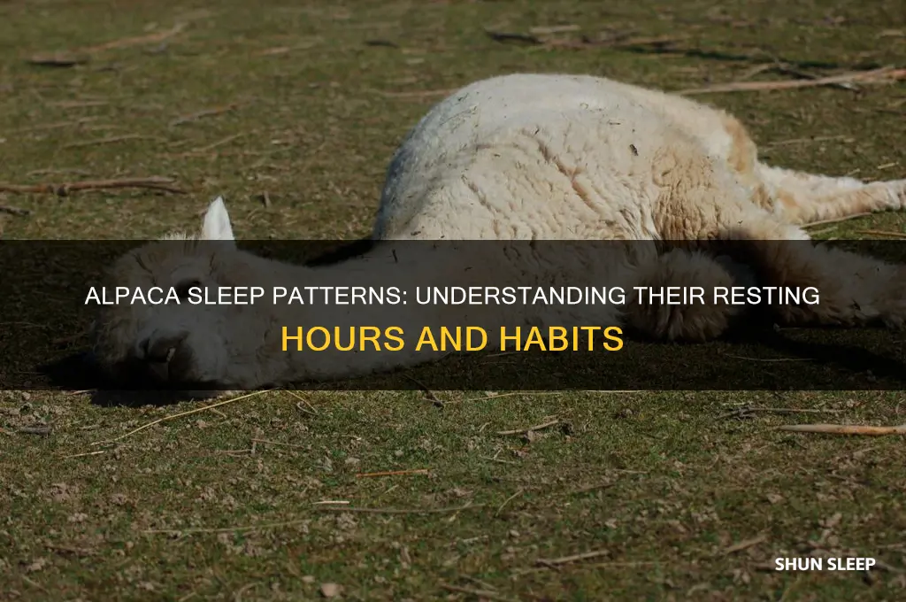 how many hours do alpacas sleep