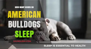 American Bulldogs' Sleep Patterns: Understanding Their Daily Rest Needs