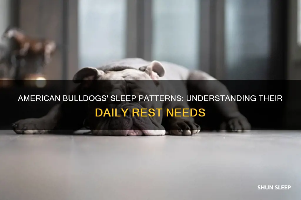 how many hours do american bulldogs sleep