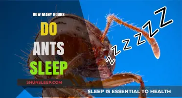 Unveiling the Sleep Patterns of Ants: How Many Hours Do They Rest?