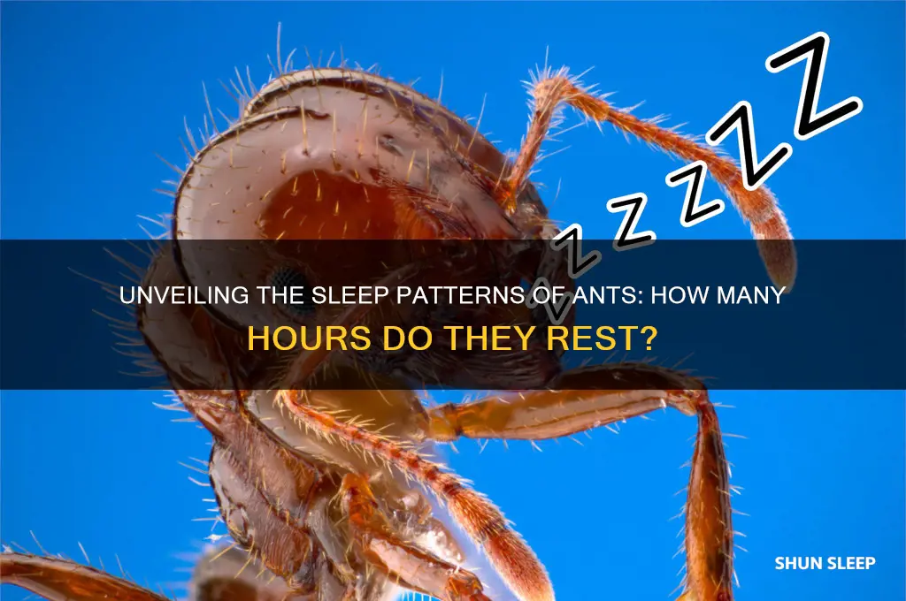 how many hours do ants sleep