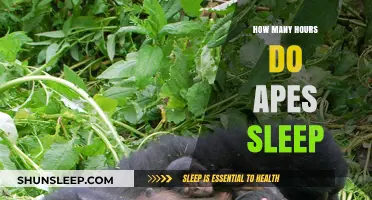 Unveiling the Sleep Patterns of Apes: Hours and Habits Explored