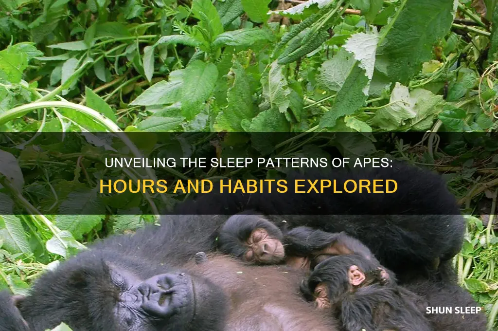 how many hours do apes sleep