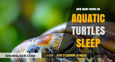 Aquatic Turtles' Sleep Patterns: Unveiling Their Resting Hours