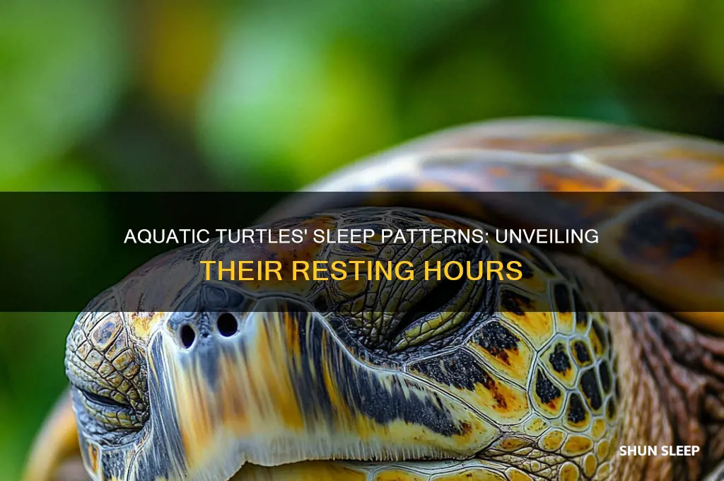 how many hours do aquatic turtles sleep