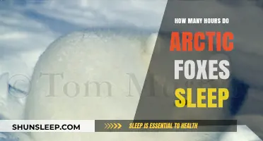 Arctic Foxes' Sleep Patterns: Unveiling Their Resting Habits in the Wild