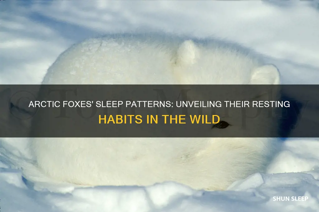 how many hours do arctic foxes sleep