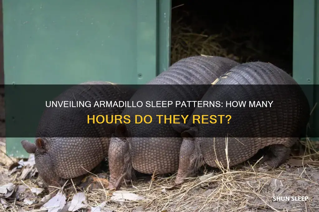 how many hours do armadillos sleep