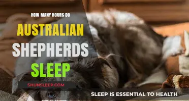 Australian Shepherd Sleep Patterns: Understanding Their Daily Rest Needs